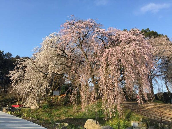 【宇部新川・小野田・厚狭発】法華原華庭園のしだれ桜と白花綜かご膳・春のうきは旅 日帰り2